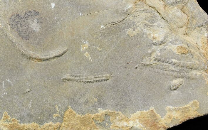 Cruziana (Fossil Trilobite Trackway) - Morocco #49203